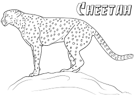 After observing our cheetah, take this quiz and be entered to win 4 tickets to the cincinnati zoo! Cheetah Coloring Pages 100 Pictures Free Printable