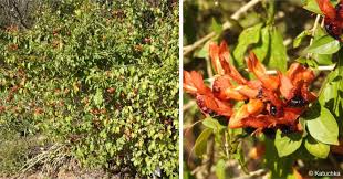 Image result for Ruttya fruticosa