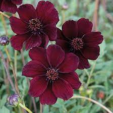 Cosmos Chocamocha Flower Plants 11 95 From Mr Fothergills Seeds Cosmos Flowers Chocolate Cosmos Rare Flowers
