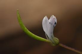 Image result for Cleome monophylla