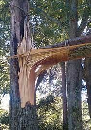 Other factors related to tree damage from chlorine include the timing of the exposure, the amount of pool water trees receive, and if trees are still growing or are dormant. Tree Removal Weston Arborists Complete Professional Tree And Lawn Care