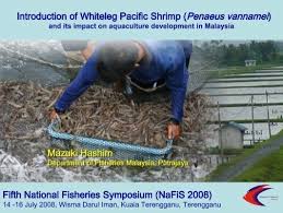 The ministry of agriculture and food industries (malay: Introduction Of Whiteleg Pacific Shrimp Penaeus Seafdec Org My