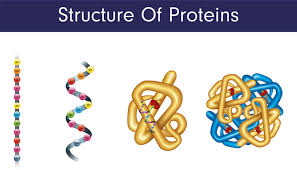 Protein được cơ thể hấp thụ dưới dạng các. Protein La Gi Liá»‡u Gymer Ä'a Hiá»ƒu Háº¿t Vá» Protein