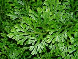 Image result for Selaginella congoensis