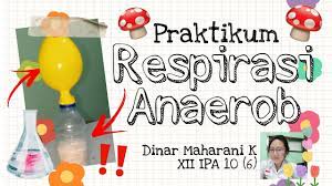 Laporan praktikum biologi mekanisme respirasi anaerob fermentasi anaerob mengembangkan balon dengan teknik fermentasi disusun oleh : Praktikum Respirasi Anaerob Fermentasi Alkohol Tugas Pjr Biologi Kelas Xii Cc Sub Tersedia Perevod Na Russkij Lingualeo
