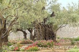 Gethsemane Jerusalem Place Of Christ S Prayer Garden Of Gethsemane Bible Land Lds Art