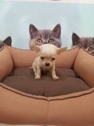 Chihuahua Yavrulari Chihuahua Yavrulari Kopek Kopekseverler Kopeksahiplendirme Kopekyavrusu Evcilhayvan Evcil Cute Chihuahua Cute Animals Cute Dogs