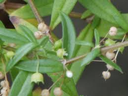 Image result for Justicia mollugo