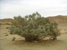 Broom Tree Retama Raetam A Desert Shrub In Israel It Can Be Covered With White Flowers From January To April Wild Plants Trees To Plant Photo Tree