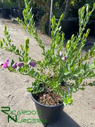 Image result for Polygala gazensis