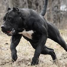 Hayvanlari Sevelim On Instagram Kopegin Ve Fotografin Sahibi Carpatcan Murttozqun Justwhitelife Hayvant Cane Corso Kopek Turleri Bekci Kopegi