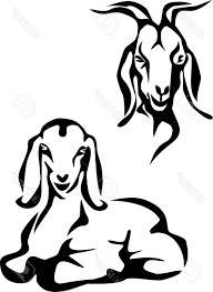Baby Goat Clipart Black And White Free To Download Nubian Goat Drawing At Getdrawings Com Free For Personal Use Di Piow Download Goat Art Nubian Goat Goat Picture