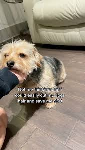 Make sure that your dog is settled down and hold clippers on to his/her body in such a way that your pet is comfortable. Dog Left Looking Like A Different Breed After Owner Tries To Groom Her At Home Mirror Online