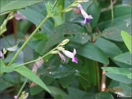 Image result for Sclerocarpus africanus