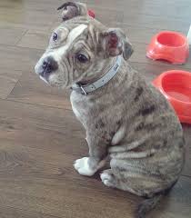 Check spelling or type a new query. Old English Bulldog Franzosische Bulldogge Mix