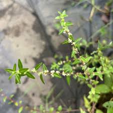 Image result for Pouzolzia