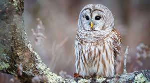 Party and events with exotic animals. Can I Have An Owl As A Pet Pet Lovers Palace