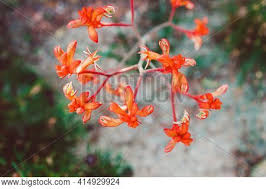 Do you have information on all the orange flower names? Native Australian Image Photo Free Trial Bigstock