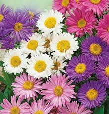 Alpine Aster Mix Aster Alpinus Perennial Aster Flower Perennials Flower Garden Design