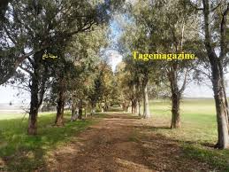 أشجار كينا كاليتوس تحف الطريق tagemagazine مجلة تاج