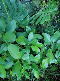 Image result for Kalanchoe pinnata