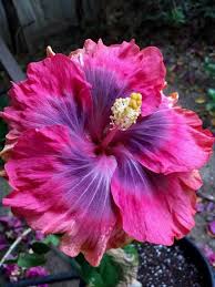 Maybe you would like to learn more about one of these? Pin On Exotic Flowers
