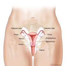 Kanser rahim juga dikenali sebagai kanser endometrial. Kanser Serviks Di Malaysia Apakah Simptom Rawatan