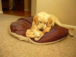 Why Does My Dog Hold A Blanket In His Mouth 2022 The Dog Visitor