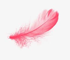 Image Associee Pink Feathers Feather Pink