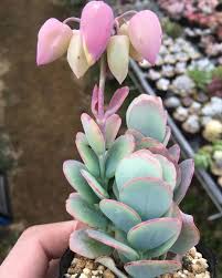 Kalanchoe Panamensis 1000 In 2020 Blooming Succulents Flowering Succulents Succulents