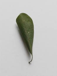 nature has a formula that tells us when it s time to die cinemagraph shopping hacks leaves gif