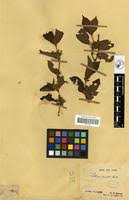 Image result for Sabicea venosa