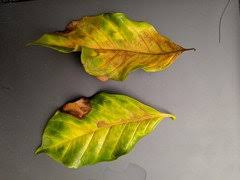 If this online media thing doesn't work out, i'm moving to brazil as a coffee harvester. Coffea Arabica Losing Leaves