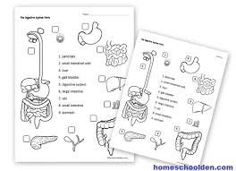 Human Body Activities Digestive System Homeschool