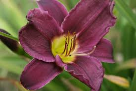 Is this sara's daylily page? Hemerocallis Grape Velvet Woottens Plant Nursery