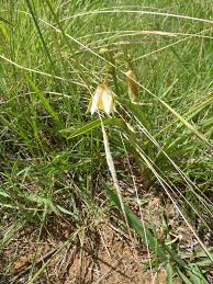 Image result for Eulophia ovalis