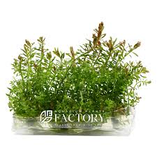 Image result for Rotala fontinalis