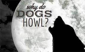 Why Do Dogs Howl Find Out Which Dogs Howl Why How To Stop It Caninejournal Com