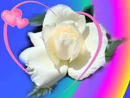 We did not find results for: Flower White Rose Love 1600x1200 Wallpaper Teahub Io