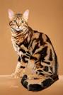 Bengal cat - Wikipedia