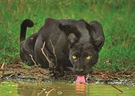 Find the perfect black panther animal stock photos and editorial news pictures from getty images. What You Don T Know About Black Panther Euphoria Safaris