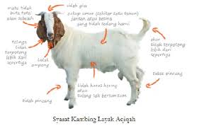 Menyebutkan ketentuan hewan qurban 10. Cara Dan Batas Waktu Pembagian Daging Aqiqah Aqidah Laduni Layanan Digital Untuk Negeri