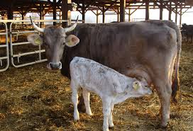 Eine kuh, die während ihrer ersten laktationsphase keine 7.000 kilogramm milch gibt, landet anschließend gleich im schlachthaus, da ihre zukünftige milchleistung zu gering wäre (5). Kuhmilch Ein Kontroverses Thema Gibt Es Milch Von Glucklichen Kuhen
