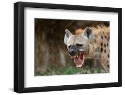 Image result for Heinsenia