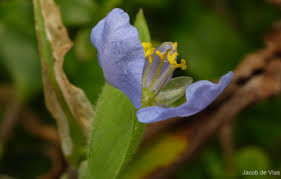 Image result for Commelina petersii
