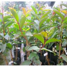 Maybe you would like to learn more about one of these? Kaufen Psidium Guajava Stone Ruby Mit Canarius