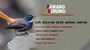 Mandikan burung anda yang mewah secara teratur. Kipasan Ekor Merah Jantan