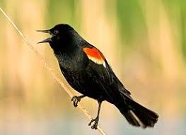 Black Bird With Orange Stripe On Wing Red Winged Blackbird Red Wing Blackbird Black Bird Backyard Birds