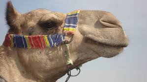 Lives in the far north, can swim 60 miles, eats other animals, sleeps a lot in the winter likes to be with other polar bears, doesn't like to be around. Hd Wallpaper Camel Nature An Animal Wild One Animal Domestic Animals Wallpaper Flare