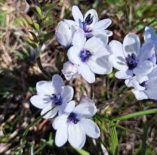 Image result for Babiana